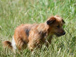 Diesen niedlichen Hundewelpen habe ich im M�rz 2017 in Laage entdeckt.
