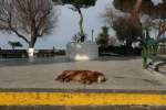 Da haut's doch den strksten Hund um! Ein streunender Hund sonnt sich in den ersten warmen Sonnenstrahlen an der Hafenpromenade von Sorrento.