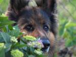 niko vom sonnenstern  ein blick hinter einer hortensie