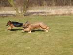 2 Hunde auf den Hundeplatz beim spielen.