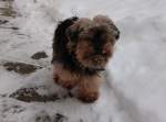 Leider auch schon im Hundehimmel ist unsere Susi die am 19.Dezember 2010 in Bergen/Rgen noch den Winter genoss.