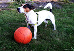 Ein Jack Russell Terrier beim spielen.