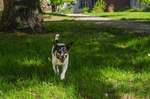 Jack Russel beim spielen