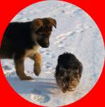 Enya(schferhund) und Jamie (yorkshire terrier)  was sich liebt das neckt sich