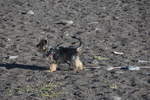 Yorkshire-Terrier an der Praia Formosa (FUNCHAL, Madeira/Portugal, 22.01.2018)