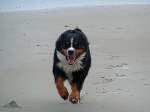  Jetzt kommt Kurt  oder ein Berner Sennenhund am Strand von Wangerooge;060904