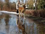 Windhund hetzt durch eine Wasserlache; 130307