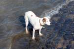 Hund auf  stckchenjagd  am Rheinufer in Bonn - 09.04.2015