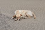 Hundemischling am Strand von Salamansa (MINDELO, Distrikt Mindelo/Cabo Verde, 23.03.2016)