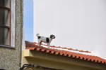  Dach hund  (PORTIMÃO, Distrikt Faro/Portugal, 09.02.2017)