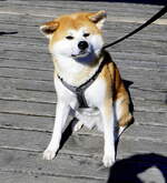 Japanischer Spitz, anerkannte Hunderasse, Sept.2026