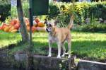 Wachhund im Spreewald (LBBENAU/Spreewald, Landkreis Oberspreewald-Lausitz/Deutschland, 23.09.2010)