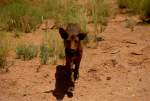 Ein Wildhund (?) beim Canyon de Chelly in den USA im Juli 1997