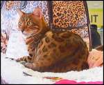 Bengal-Katze bei der Internationale Ausstellung Lysa nad Labem am 25.11.2017.