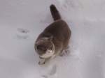 Meine Britische Kater Bert im Schnee (Bubble Hairy Bears) am 24.