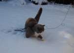 Meine Britische Kater Bert im Schnee(Bubble Hairy Bears) am 18.