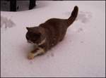 Meine Britische Kater Bert (Bubble Hairy Bears) am 3.