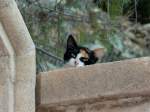 Neugierige Katze auf der Mauer einer Hotelanlage auf Rhodos(GR).
