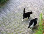 Zwei Katzen laufen die Einfahrt herunter.