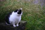 Ein dicker Kater sitzt auf der Mauer in Kohlscheid-Bank am Abend des 20.6.2012.