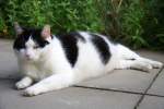 Ein dicker Kater liegt  auf den Gartenplatten in Kohlscheid-Bank am Abend des 7.7.2012.