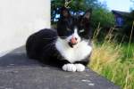 Eine Katzer sitzt auf der Mauer in Kohlscheid-Bank in der Abendsonne am 7.7.2012.