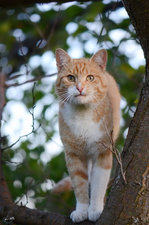 Katze auf einen Pflaumenbaum