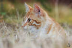 Katze im Gras