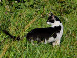 Ein junger Kater erkundet die Landschaft bei Traunstein.