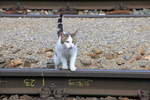 Hauskatze im Bahnhof Eichberg an der Semmerringstrecke am 10.09.2020.