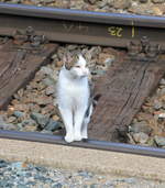 Hauskatze im Bahnhof Eichberg an der Semmerringstrecke am 10.09.2020.