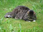 In Hamburg, Moorredder habe ich diese Hauskatze beim Gras rupfen erwischt [19.05.2011]