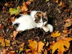 3-frbige Katze hat sich bei ihrem Sonnenbad am sdlichem Bahndamm des Bhf.