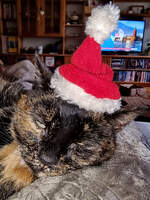 Unsere Luna fühlt sich in ihrer Weihnachtsrolle etwas unwohl.