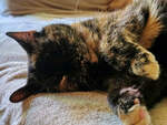 Unsere Luna liegt ganz entspannt und macht ein Schl�fchen.
