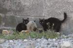 Halb verwilderte Hauskatzen am Bahnhof von Porto am 15.6.2010.