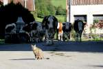 Fressen Khe Katzen??? Schnappschuss vom Kuhtrieb in Sulpice Dpartement Territoire de Belfort; 19.09.2010 