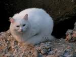 Weisse Katze hat es sich auf Abrißsteinen gemütlich gemacht; 101013 (6)