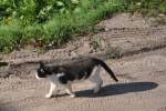 Hauskatze auf Jagd (KOSTRZYN nad Odrą, Powiat Gorzw/Polen, 12.10.2012)