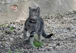 Schwarz-graue Hauskatze unterwegs in einem Dorf bei Euskirchen - 25.04.2013