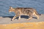 Hauskatze in Praia da Rocha (PORTIMO, Distrikt Faro/Portugal, 29.04.2014)