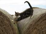 Eine Katze turnt auf zwei Heuballen, aufgenommen am 18.09.2008