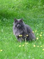 Katze am 20.05.2013