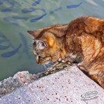 Katze fischt Forellen