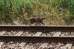 Eine getigerte Katze spaziert ruhig ber die Bahngleise am Haltepunkt Zscherben.