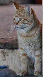 Eine junge Katze Mitte Dezember 2018 auf der Sinai-Halbinsel.