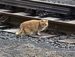 Am Bahnbergang / im Bahnwrterhaus  in Franzensbad ist diese Katze zu Hause, gesehen am 20.