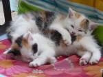 Dreifarbige Katzen-Kinder - Foto vom 02.09.2009
