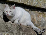 Eine Katze mit einem gelbgrnen und einem blauen Auge sieht man auch nicht alle Tage.