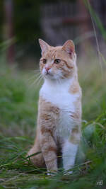 Eine neugierige Katze Anfang Juli 2011 in Linstow.